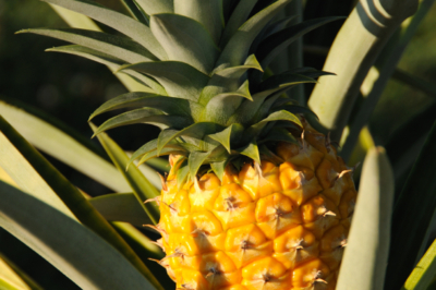 Ananas wachsen lassen » So fördern Sie das Wachstum