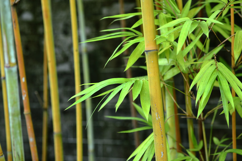 eigenschaften bambus