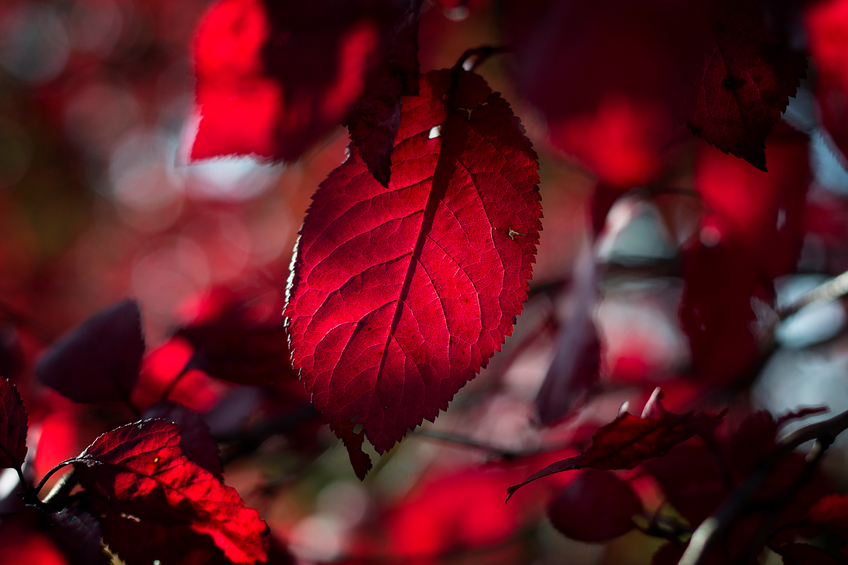 Blutbuchen-Blätter » Merkmale, Färbungen und mehr