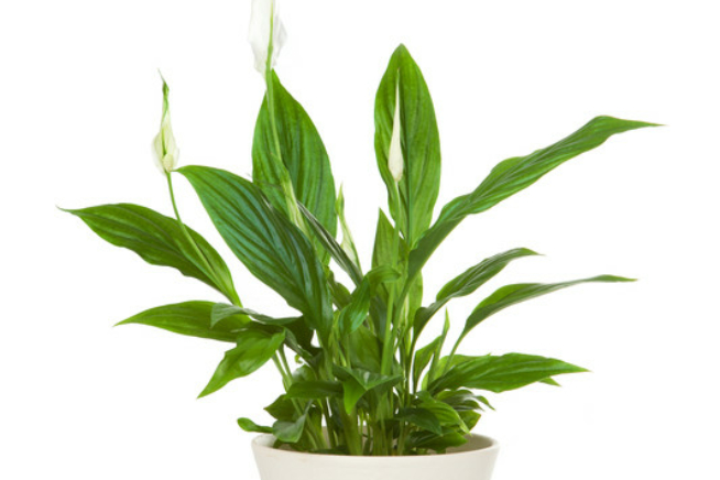 Calla » Der große Überblick über die Pflanze