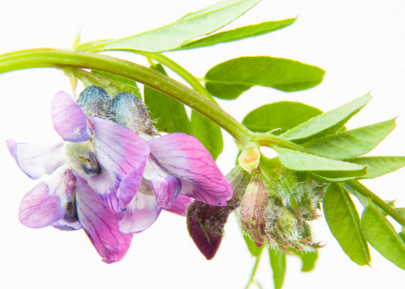 Zaun-Wicke (Vicia sepium) | Gartenunkräuter | Garten Wissen
