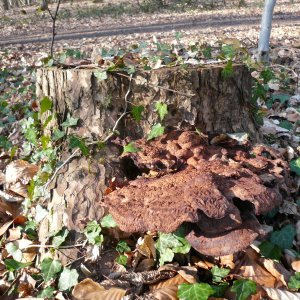 Brauner Pilze an einem Baumstumpf