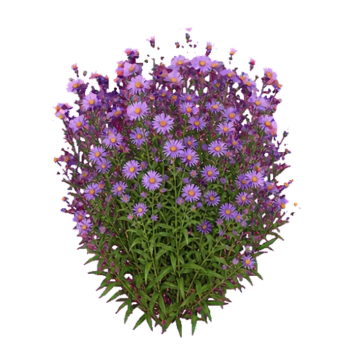Aster