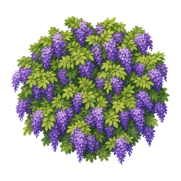 Blauregen