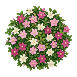 Clematis