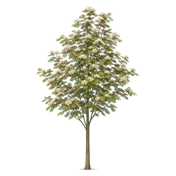 Eberesche
