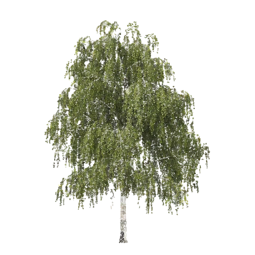 Hängebirke