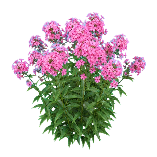 Hoher Staudenphlox