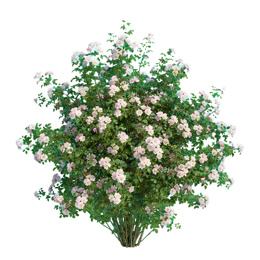 Kletterrose