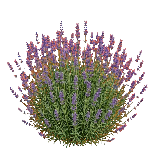 Lavendel