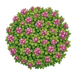 Oregano