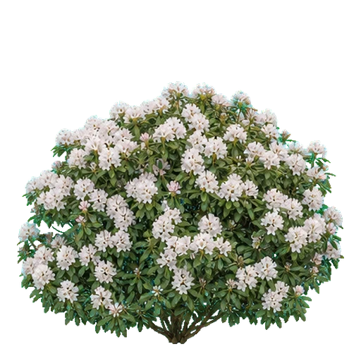 Rhododendron