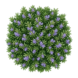 Rosmarin