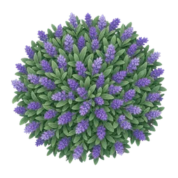 Salbei