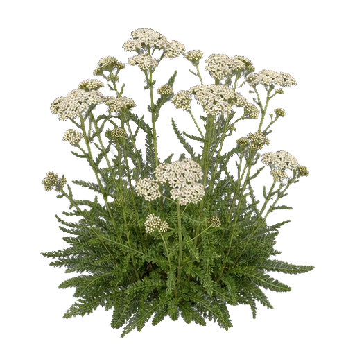 Schafgarbe