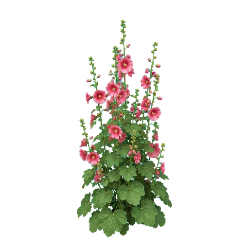 Stockrose