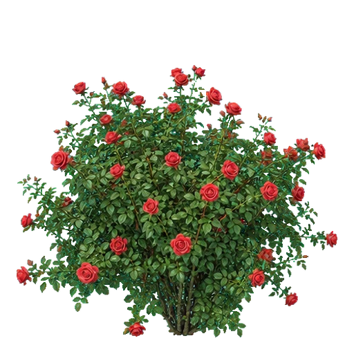 Strauchrose