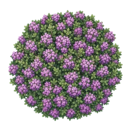Thymian