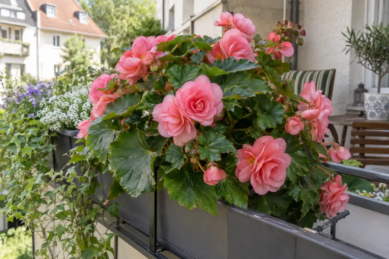 Rosa Knollenbegonie mit großen Blättern im Halbschatten.