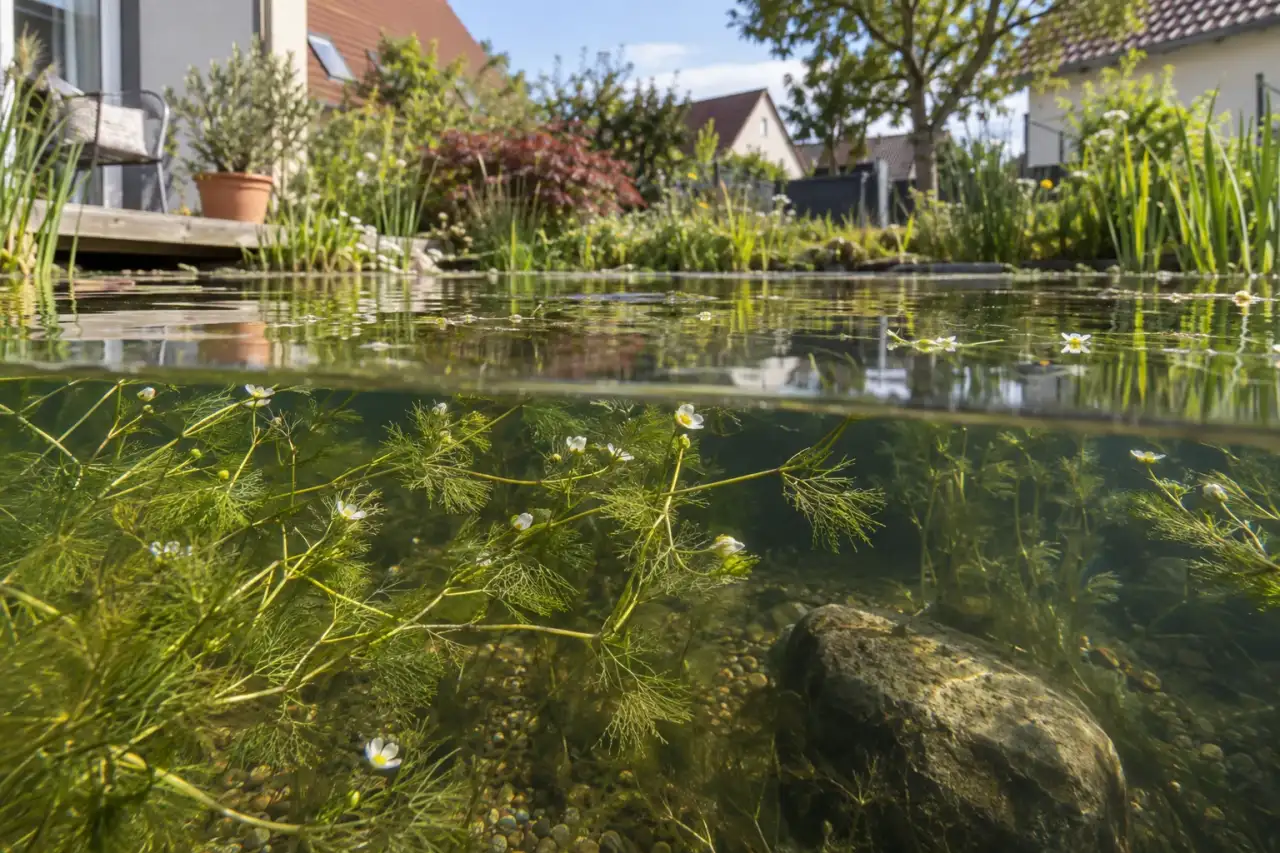 Feine Wasserfeder unter der Oberfläche eines Miniteichs.