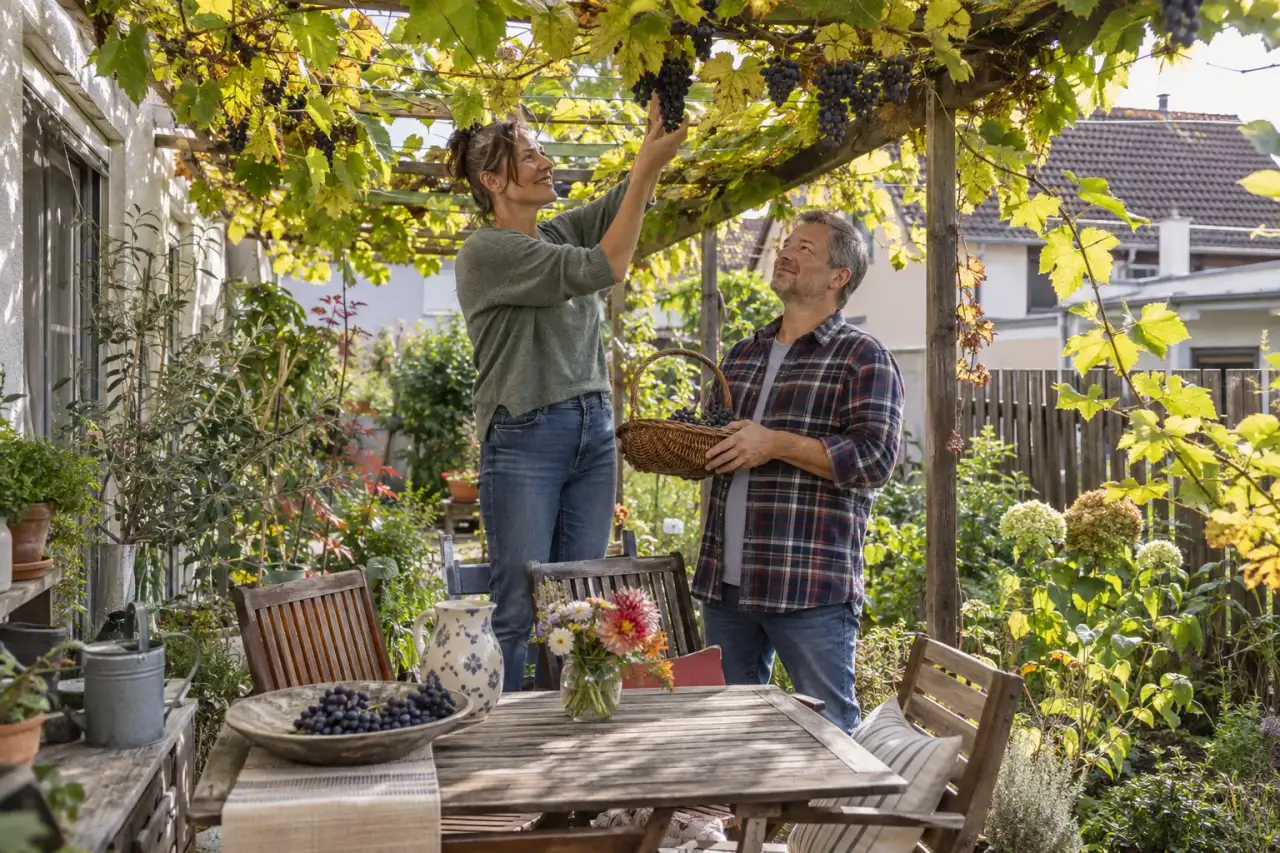 Weinlaub filtert Licht über einem kleinen Tisch unter einer Gartenlaube.
