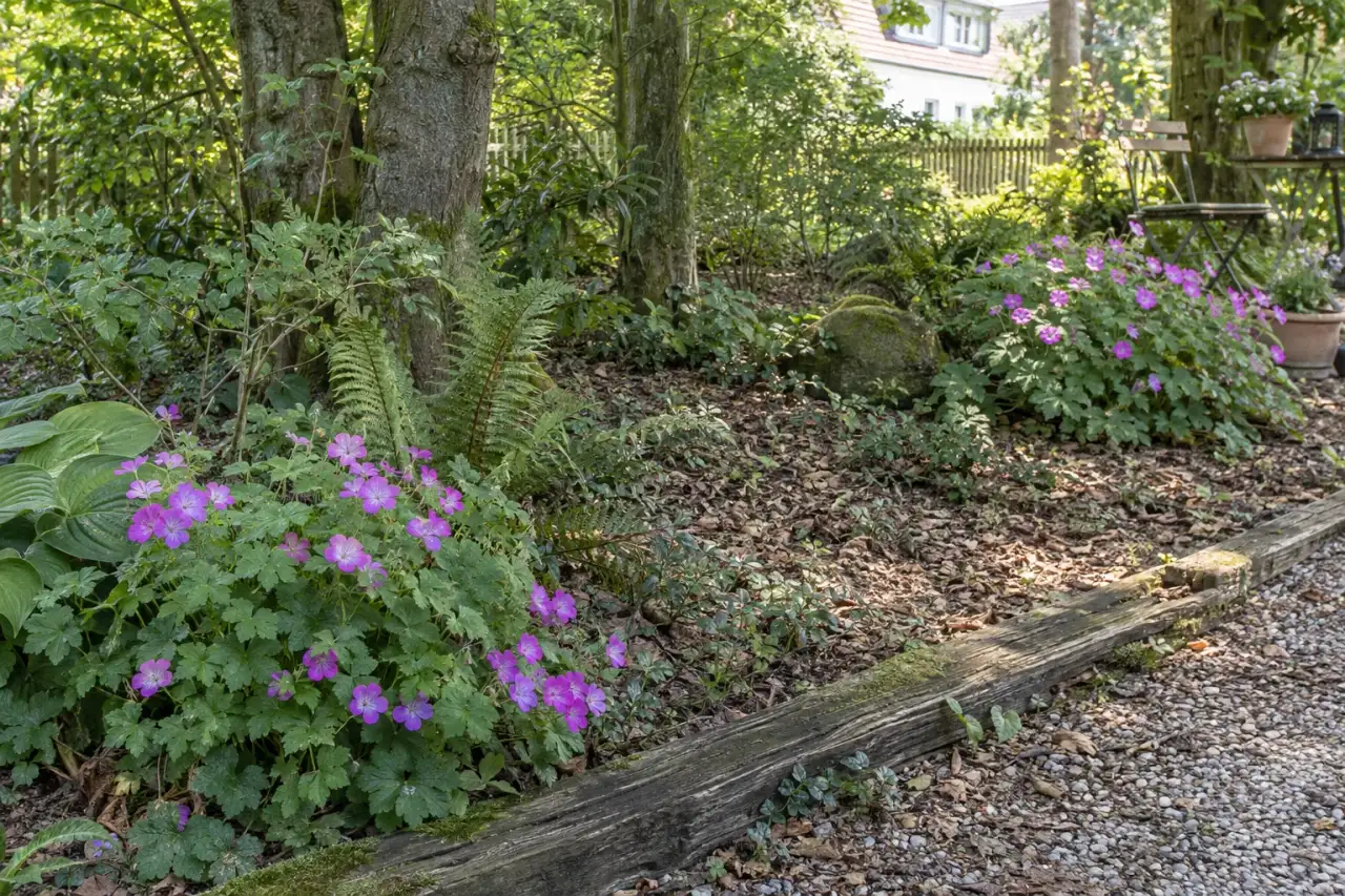 Auswahlfoto für einen trockenen Gehölzrand mit zwei Geranium-Pflanzbildern.