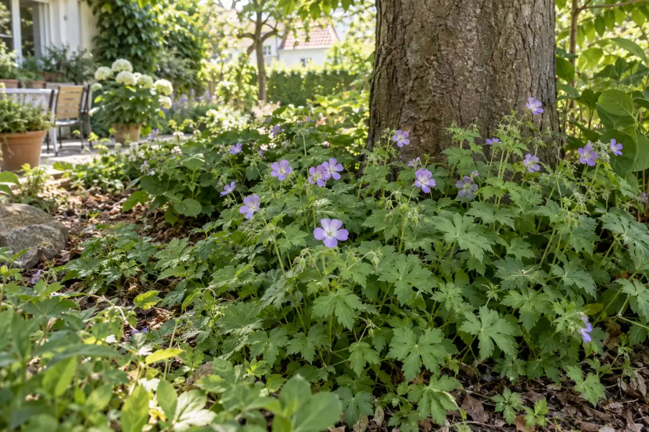Knotiger Storchschnabel als grüner Bodendecker im trockenen Gehölzschatten.