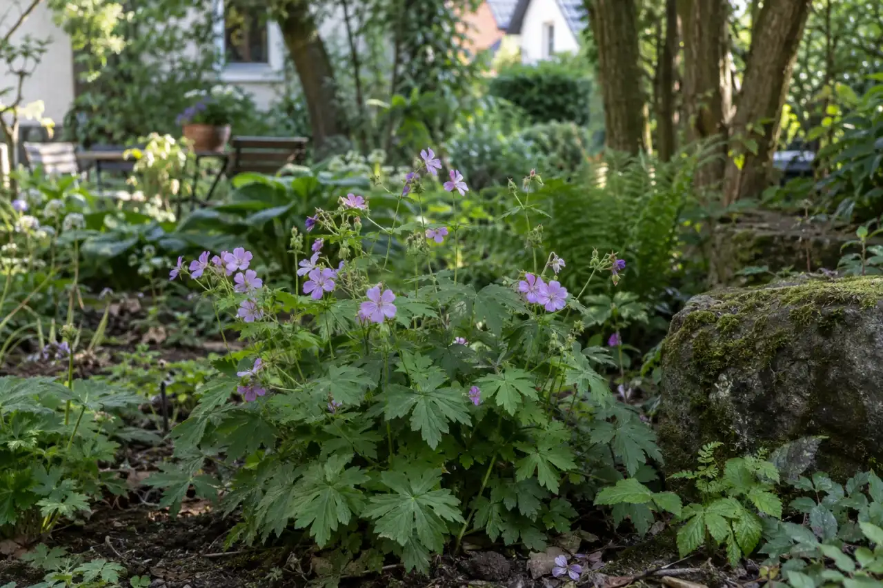 Geranium nodosum ‘Clos du Coudray’ in einem schattigen Gehölzrand.