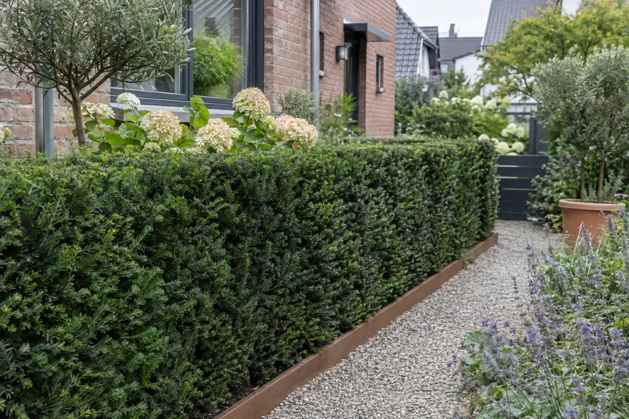 Dichte Eibenhecke mit ruhiger dunkler Struktur an einem Gartenweg.