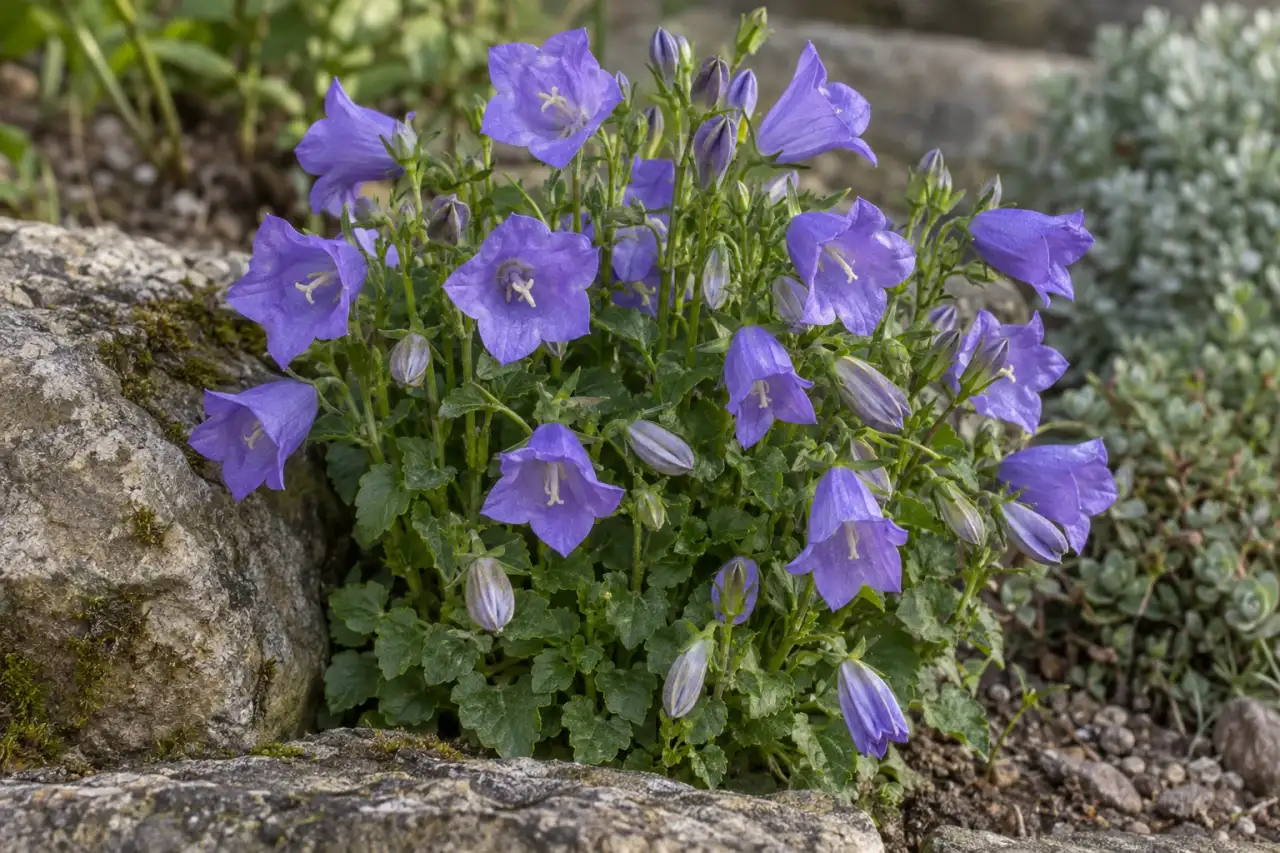 Karpaten-Glockenblume mit kompakten Blüten an einer Natursteinkante