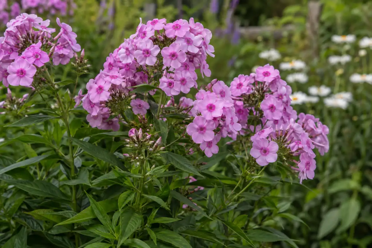 Blütendolden von Stauden-Phlox in einer ländlichen Rabatte