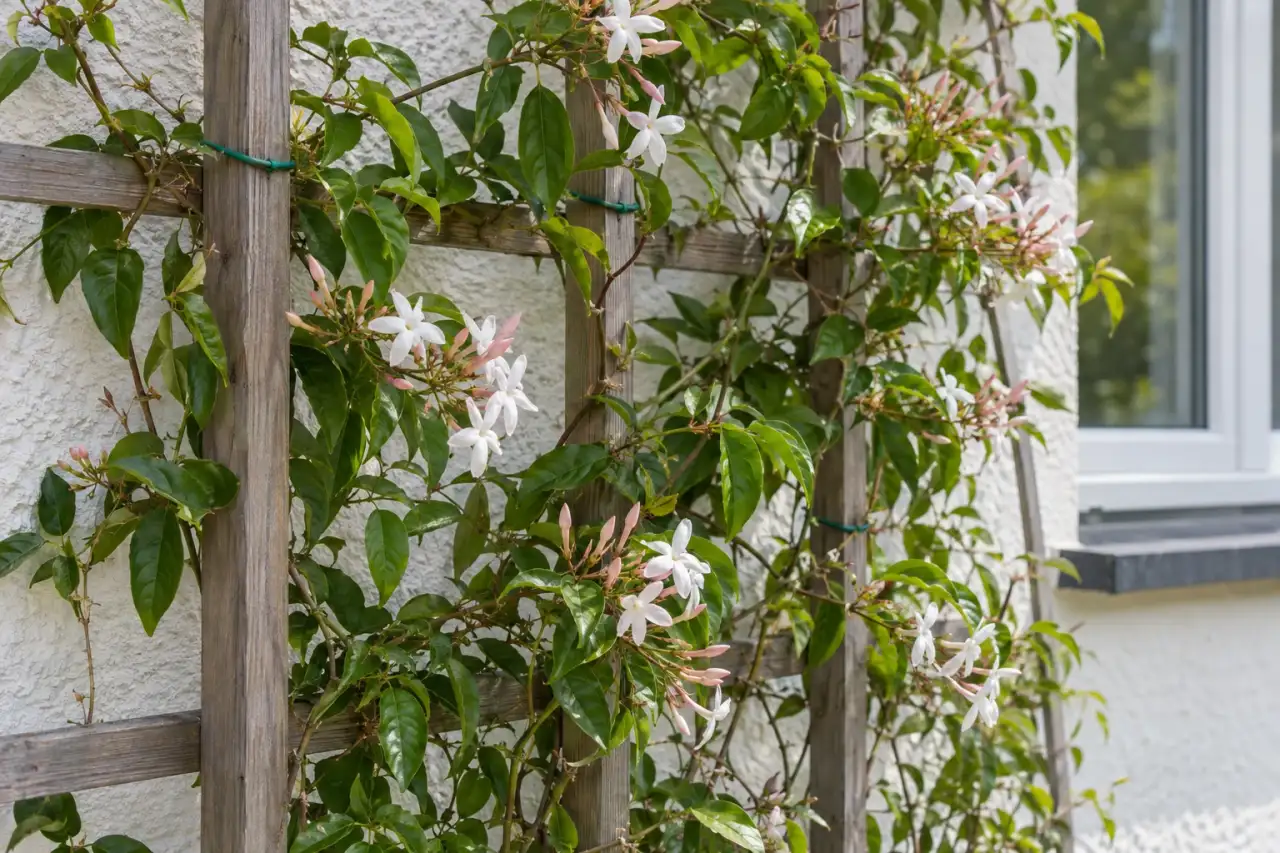 Blühende duftende Kletterpflanze an einem schlichten Rankgitter
