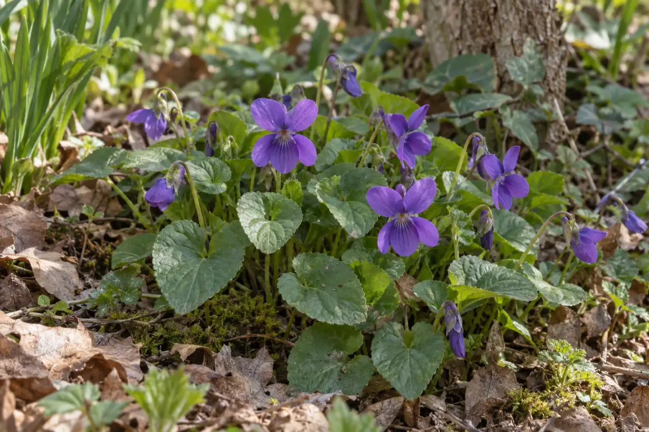 Duftveilchen mit violetten Blüten in einer niedrigen Blattschicht