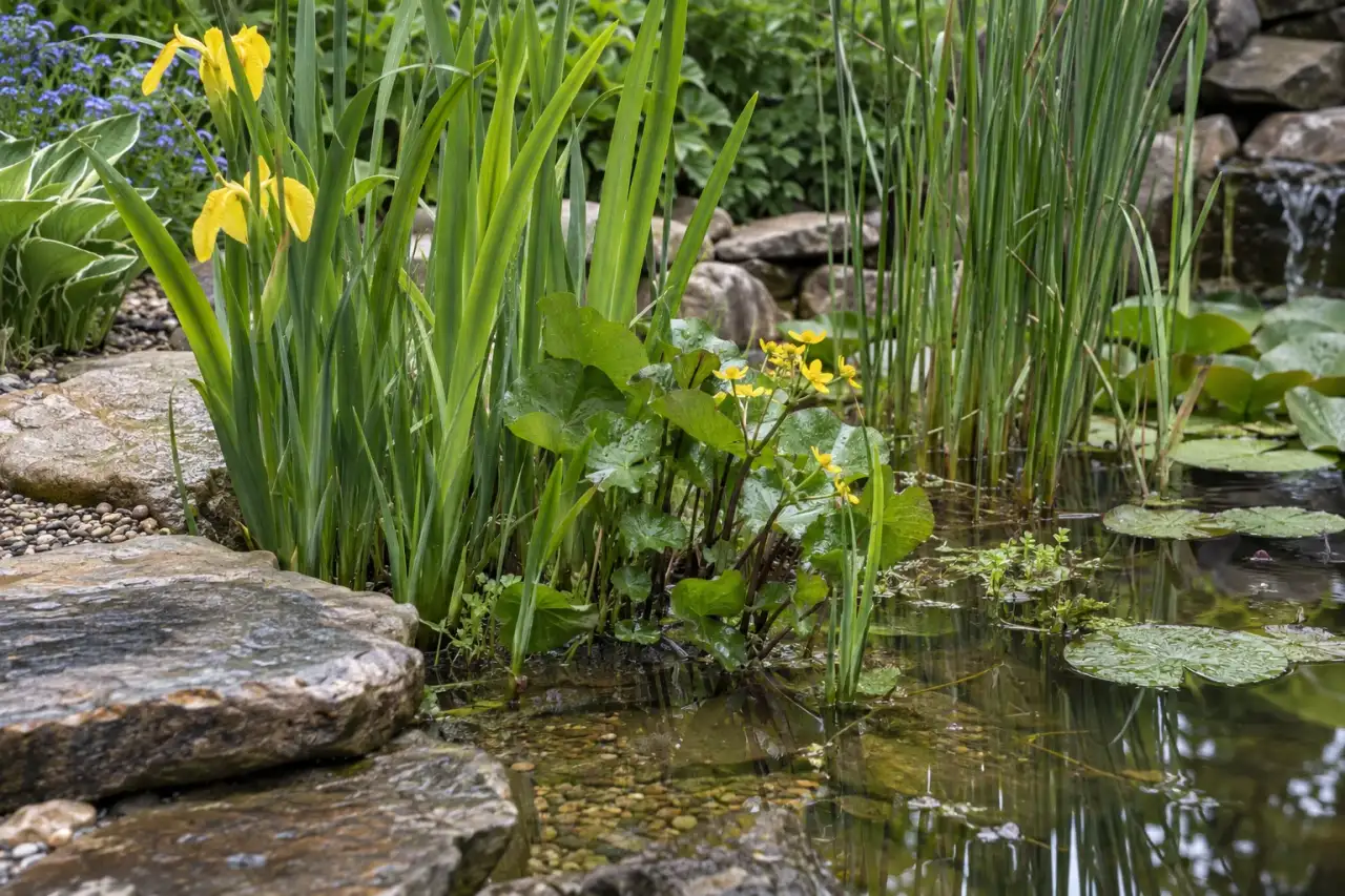 Ufer- und Feuchtebereichspflanzen am Rand einer kleinen Wasserstelle