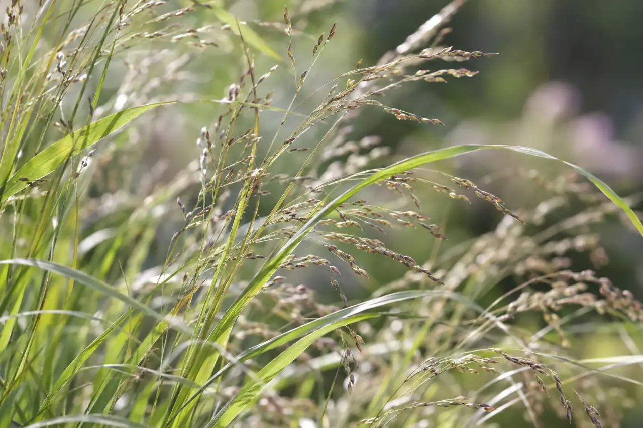 Feine Blätter und zarte Halme eines feinlaubigen Grases