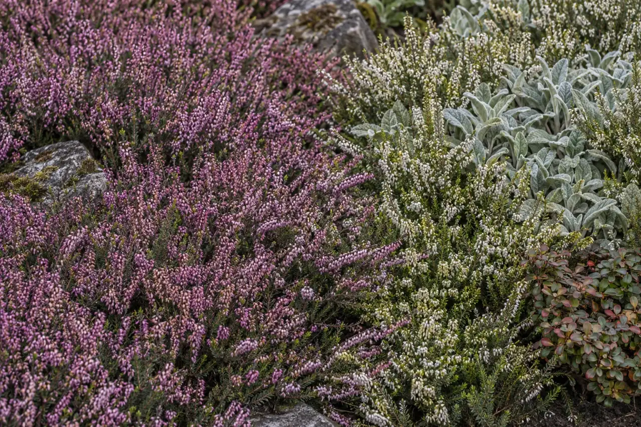 Organisch geformte Inseln aus Heide und Begleitpflanzen im Detail