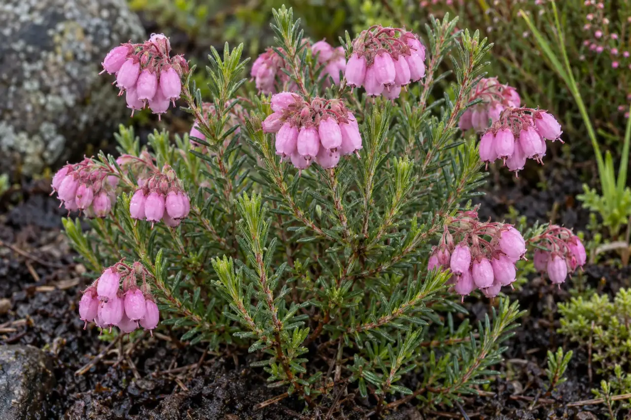 Glockenheide mit rosa Blütenglöckchen in einem frischen Beetbereich
