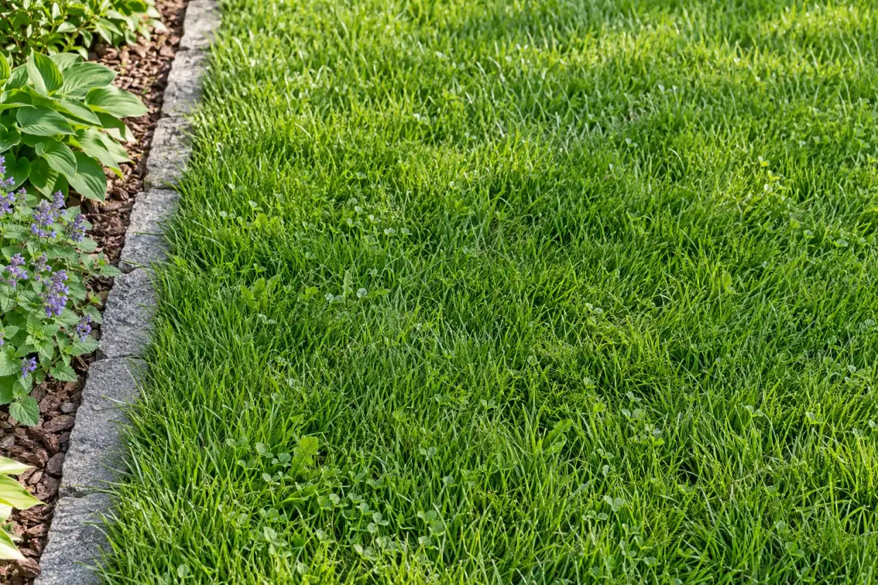 Detail einer strapazierfähigen grünen Rasen- oder Wiesenfläche