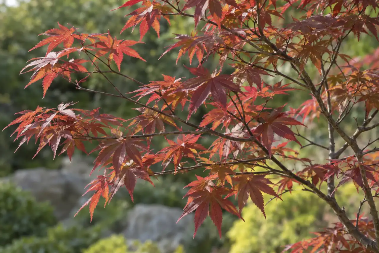 Fein verzweigte Äste und typische Blätter eines Japanischen Ahorns