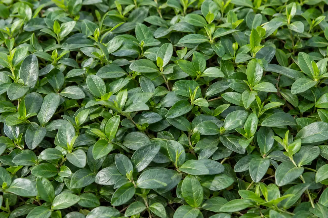 Niedrige Bodendecker mit dicht überlappenden Blättern auf einer Beetfläche