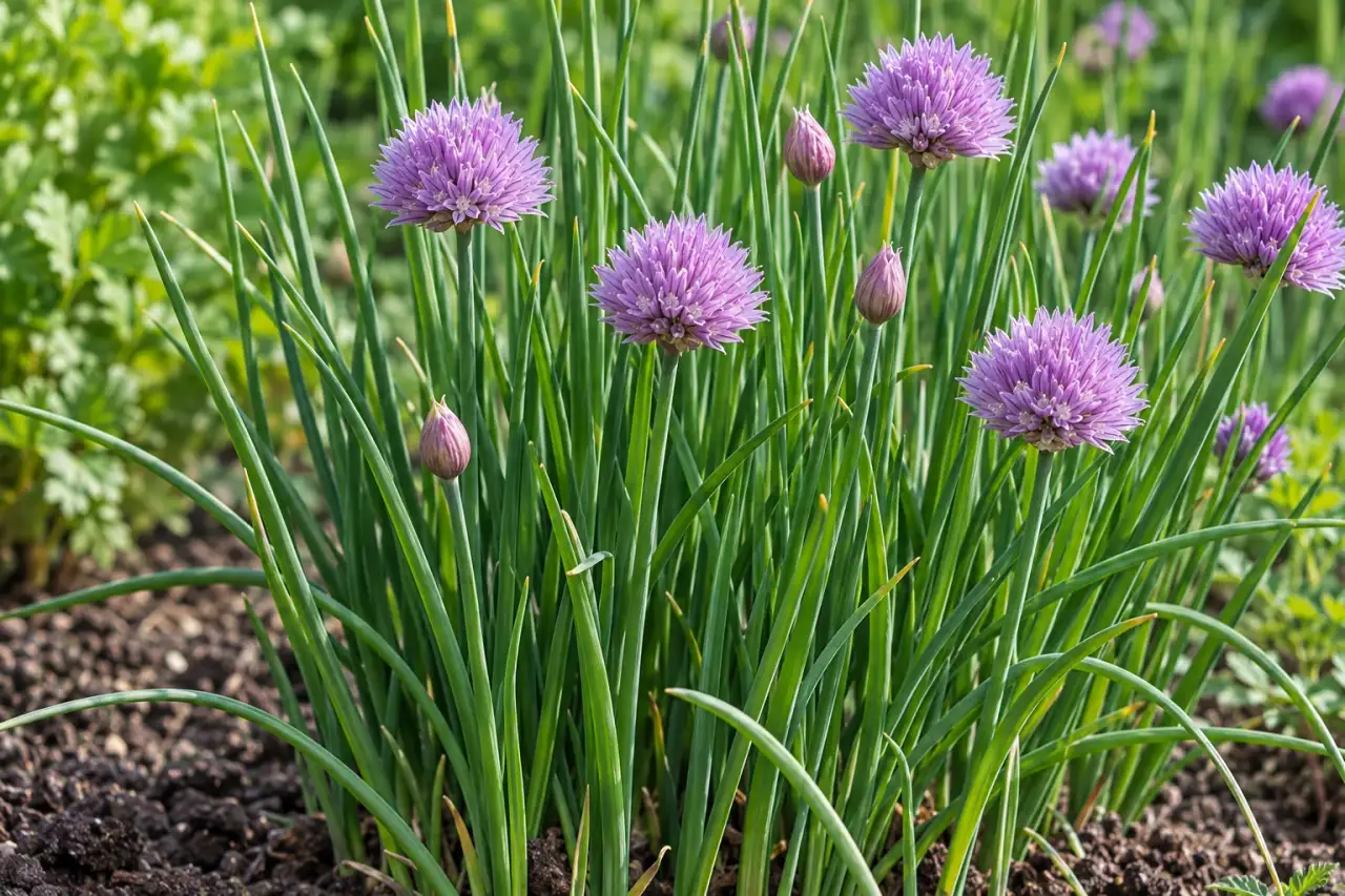 Schnittlauch mit feinen grünen Halmen und violetten Blüten