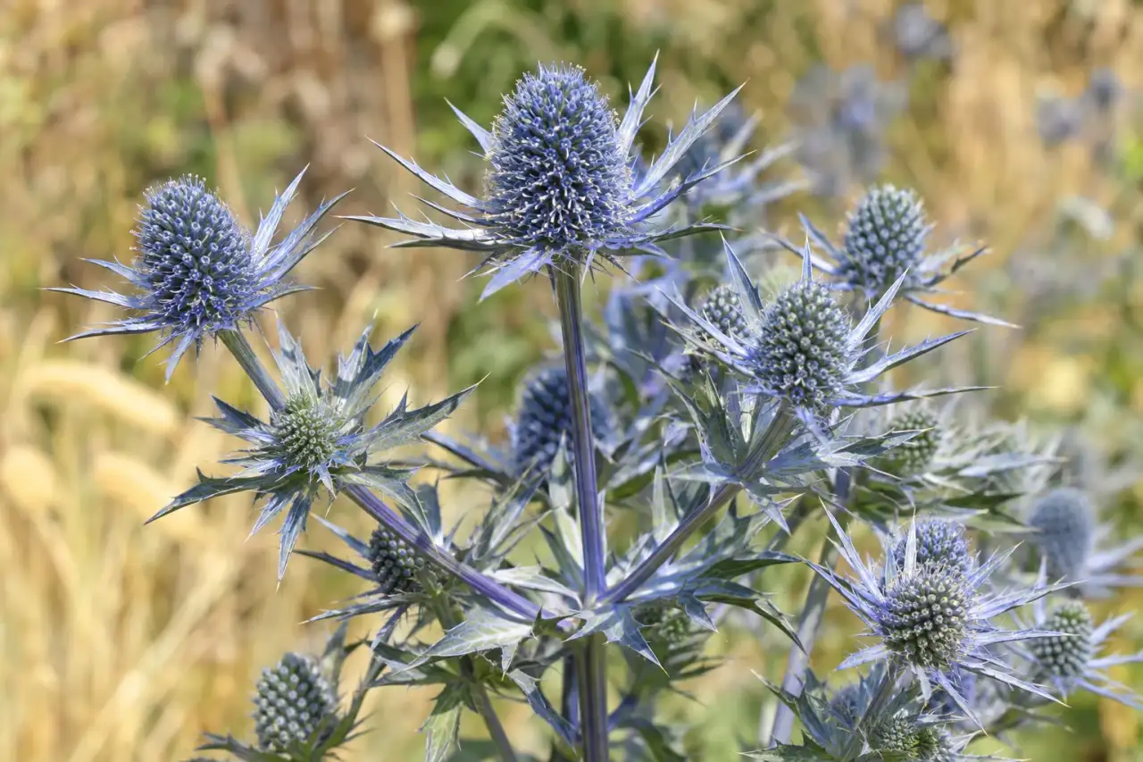 Blaue Edeldistel mit verzweigten blau-silbrigen Blütenständen