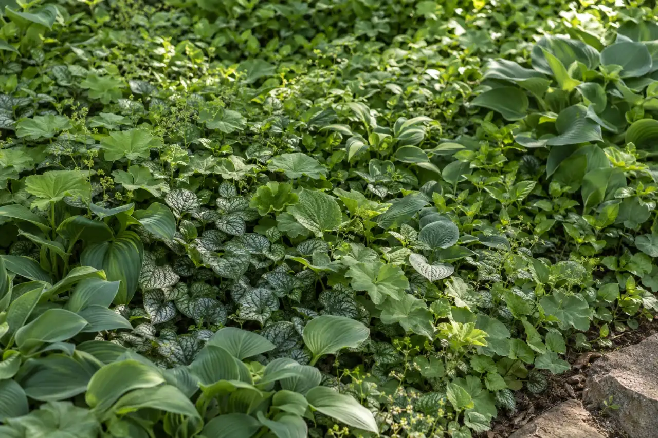 Dichte grüne Bodendeckerfläche mit geschlossenem Blattteppich