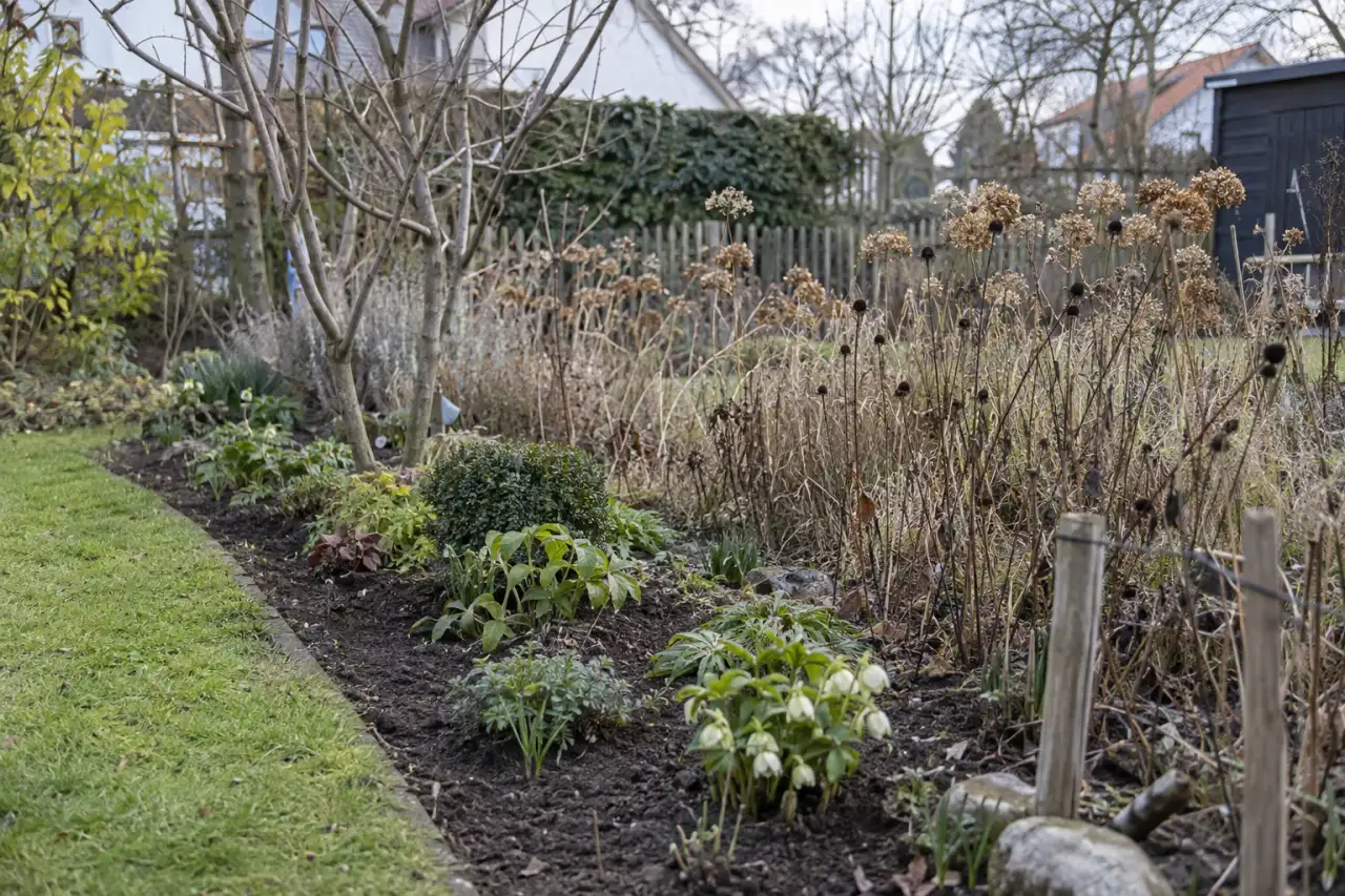 Zwei Gartenbereiche mit zeitversetzter Pflege und erhaltenen Winterstängeln