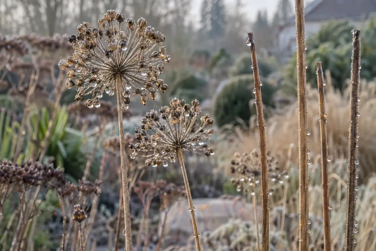 Stehende Samenstände und trockene Halme an einem kühlen Wintermorgen