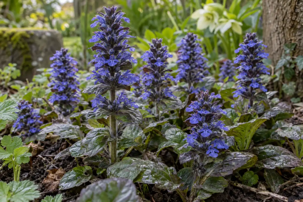 Kriechender Günsel mit blauvioletten Blütenständen und bodennahen Blättern