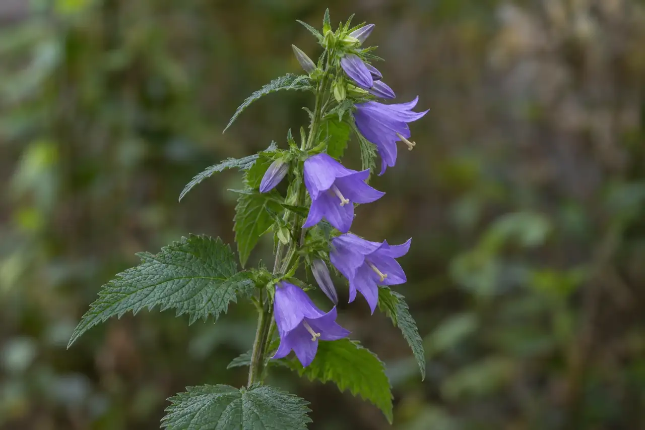 Nesselblättrige Glockenblume mit violettblauen Glocken und kräftigen Blättern