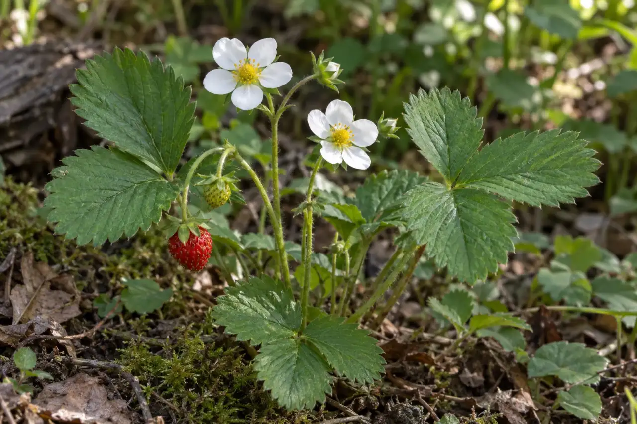 Walderdbeere mit weißen Blüten, dreiteiligen Blättern und kleiner roter Frucht