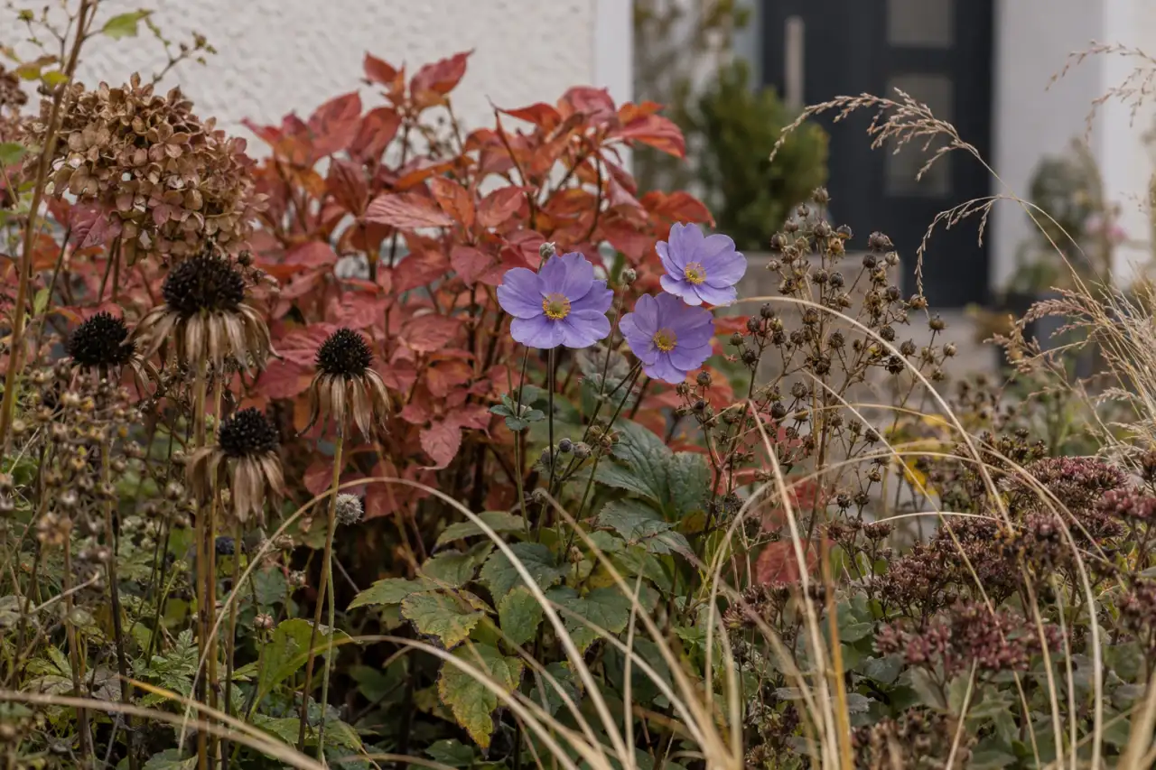 Späte Blüten, Herbstfärbung und Samenstände zeigen den saisonalen Wandel