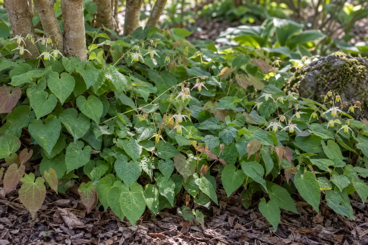 Niedrige zusammenhängende Blattschicht aus Elfenblumen